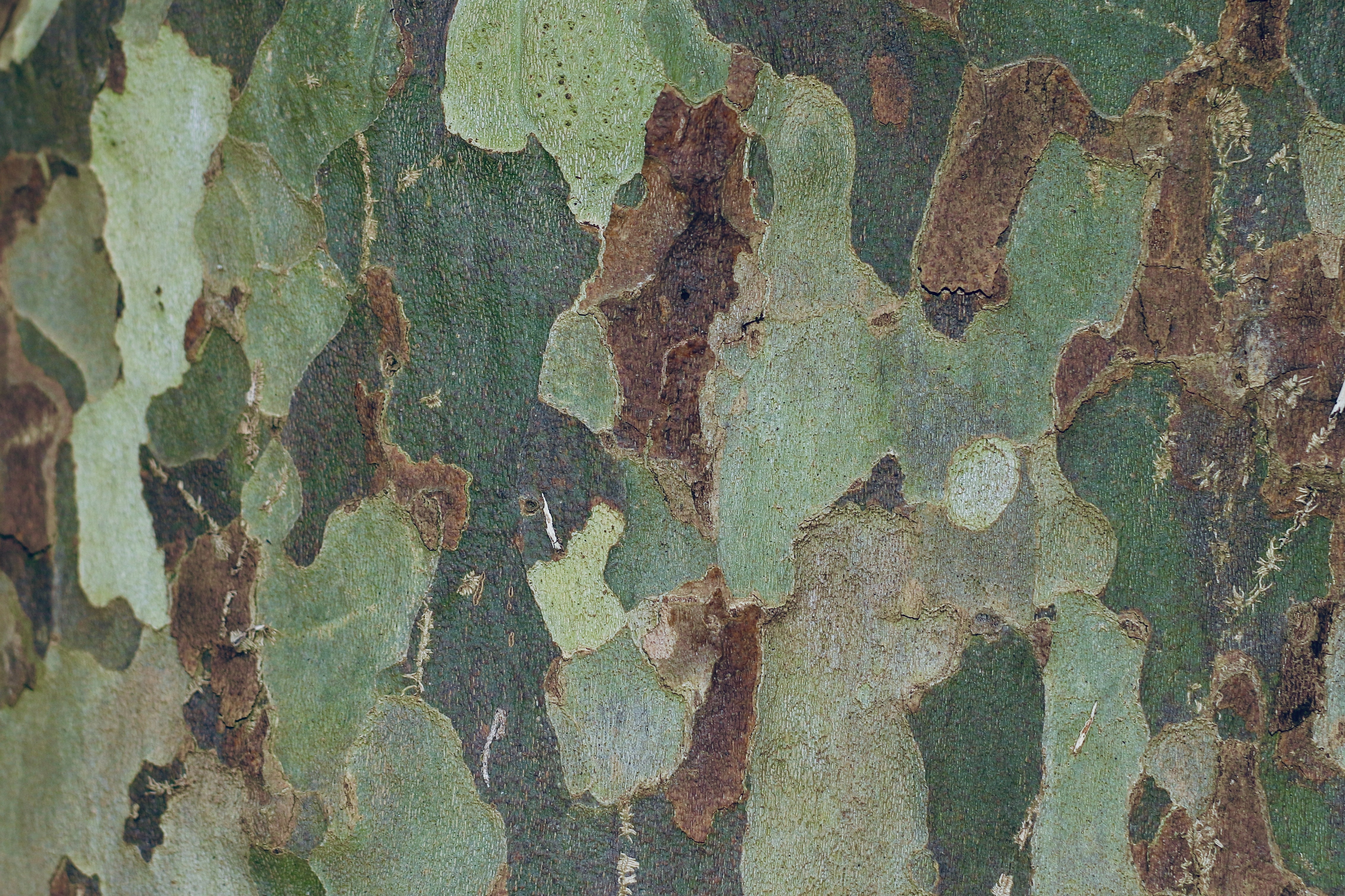Tree bark that looks like cameo