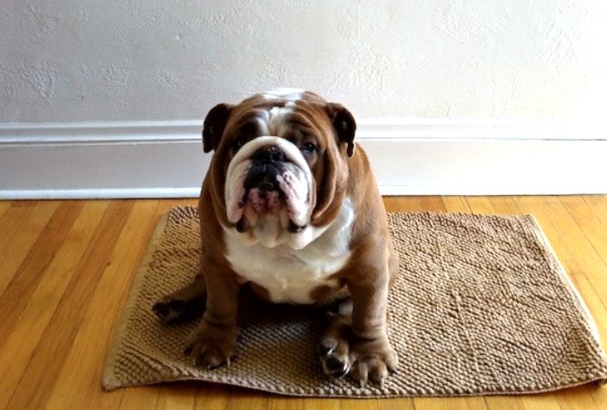 Bull dog sitting on a mat on hardwood floor