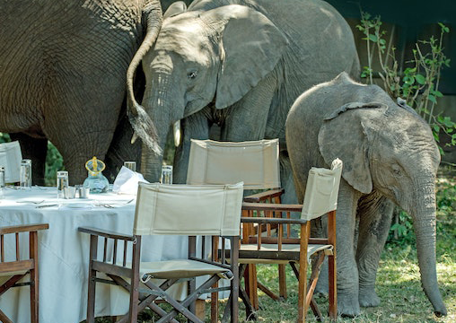 A group of Elephants around a dinning table outdoors