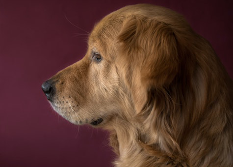 Golden Retriever with a red background
